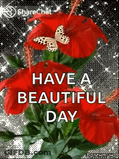 A Bouquet Of Red Flowers With A Butterfly On Top Of Them . GIF