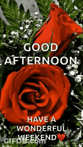 A Bouquet Of Red Roses With The Words `` Good Afternoon Have A Wonderful Weekend '' Written On It . GIF