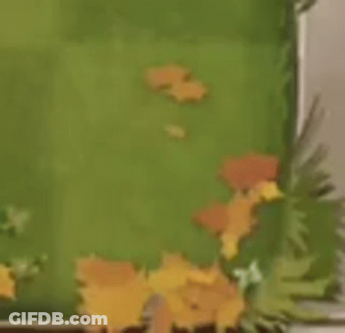 A Bowl Of Cereal Is Sitting On Top Of A Turtle . GIF