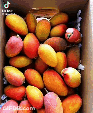 A Box Filled With Lots Of Mangoes And A Parrot . GIF