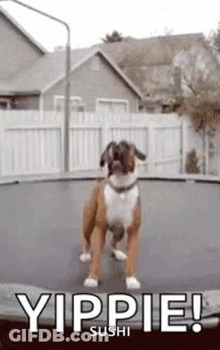 A Boxer Dog Is Jumping On A Trampoline With The Words Yippie Sushi Below It . GIF