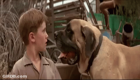 A Boy And A Large Dog Are Looking At Each Other . GIF