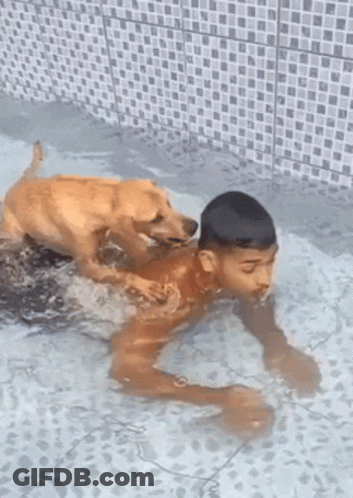 A Boy And His Dog Are Playing In A Pool . GIF
