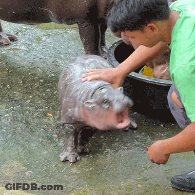 A Boy In A Green Shirt Petting A Baby Hippo GIF