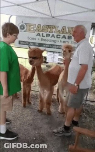A Boy In A Green Shirt Stands In Front Of Alpacas In Front Of A Eastland Alpaca Sign GIF