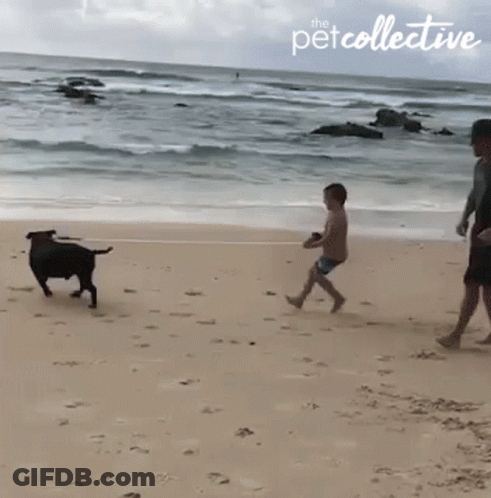 A Boy Playing With A Dog On A Beach With The Petcollective Logo In The Corner GIF
