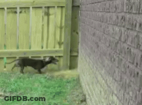 A Brick Wall With A Wooden Fence Between It And It GIF