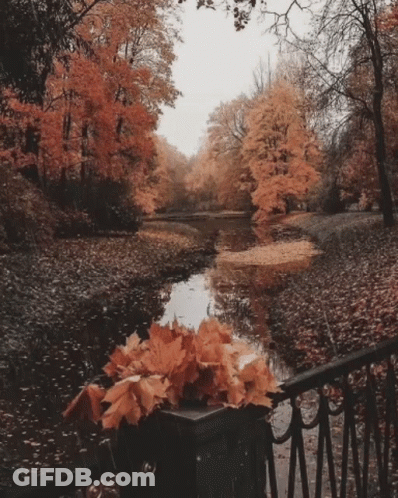 A Bridge Over A River With A Bunch Of Leaves On The Railing GIF