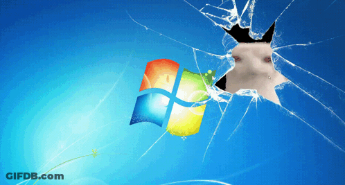 A Broken Windows Screen With A Cat Looking Through It GIF