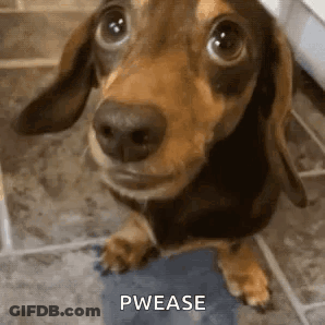 A Brown And Black Dachshund Is Standing On A Tiled Floor Looking Up At The Camera . GIF