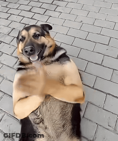 A Brown And Black Dog Is Laying On A Brick Sidewalk With Its Arms Crossed GIF