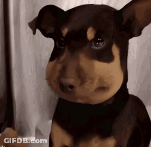 A Brown And Black Dog With A Big Nose GIF