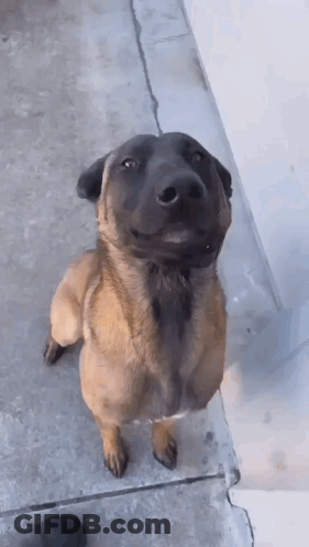 A Brown And Black Dog With A Mustache Is Standing On A Sidewalk Looking Up At The Camera . GIF