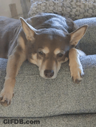 A Brown And Tan Dog Laying On A Couch With Its Head On Its Paw GIF