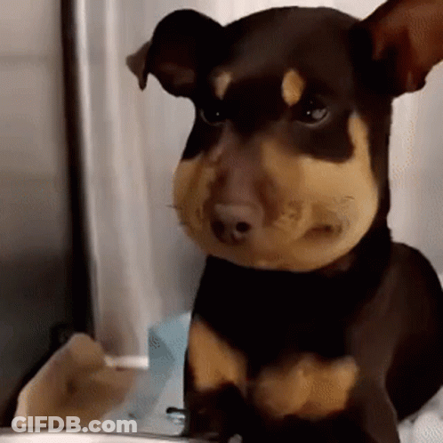 A Brown And Tan Dog With A Big Nose Is Sitting On A Table . GIF