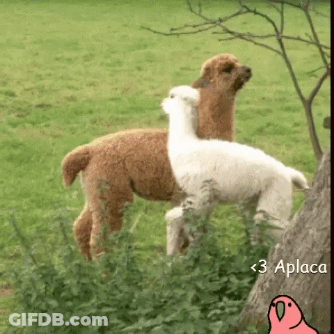 A Brown And White Alpaca Standing Next To Each Other In A Grassy Field With The Words < 3 Aplace > Below Them GIF