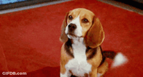 A Brown And White Beagle Dog Is Sitting On A Red Carpet Looking Up . GIF