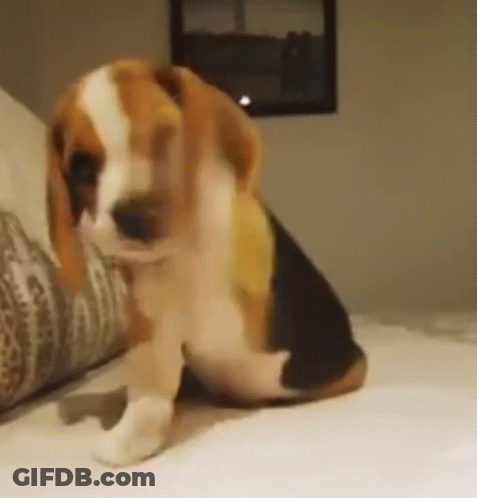 A Brown And White Beagle Puppy Is Sitting On A Bed Looking At The Camera . GIF