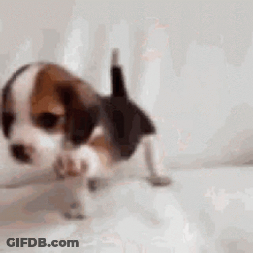 A Brown And White Beagle Puppy Is Standing On A White Surface . GIF