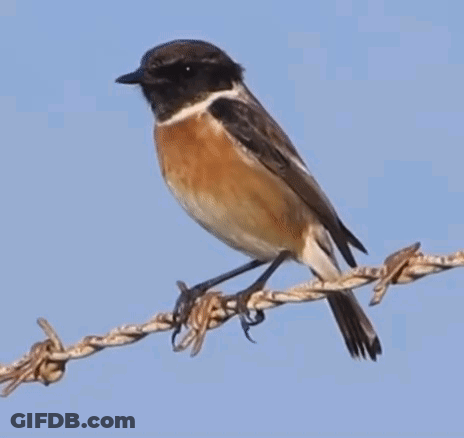 A Brown And White Bird Perched On A Barbed Wire Fence GIF