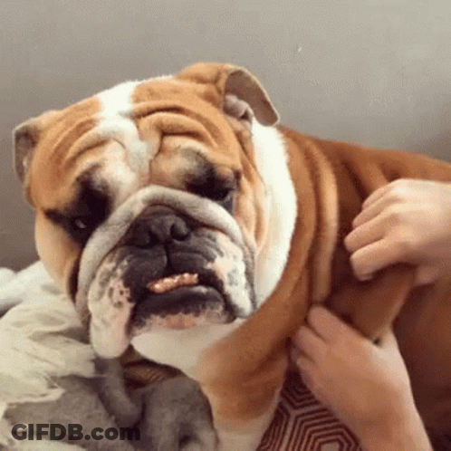 A Brown And White Bulldog Is Being Petted By A Person GIF