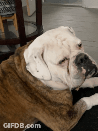 A Brown And White Bulldog Is Laying Down On A Table GIF