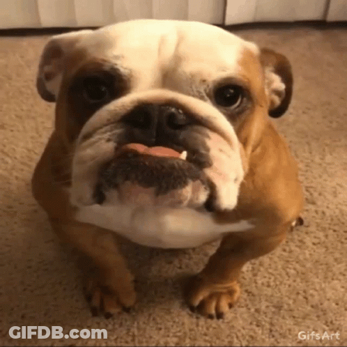 A Brown And White Bulldog Is Looking At The Camera With A GIF Art Watermark GIF
