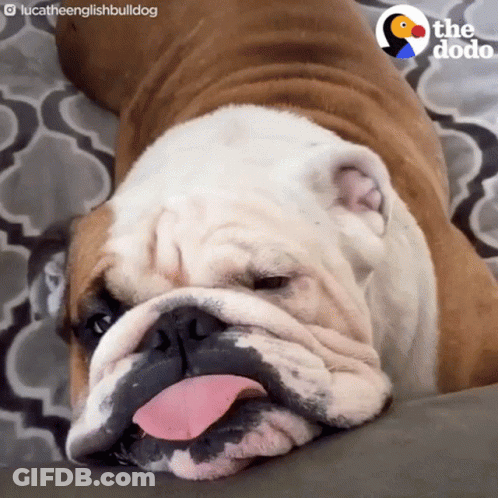 A Brown And White Bulldog Laying On A Couch With Its Tongue Sticking Out GIF
