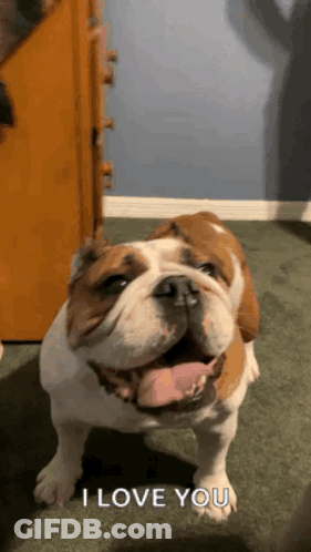 A Brown And White Bulldog Says I Love You With Its Tongue Out . GIF