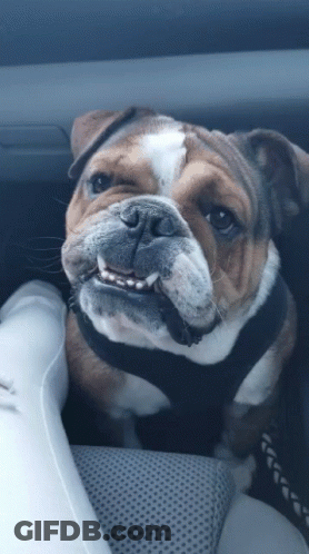 A Brown And White Bulldog Wearing A Black Harness Is Sitting In A Car GIF