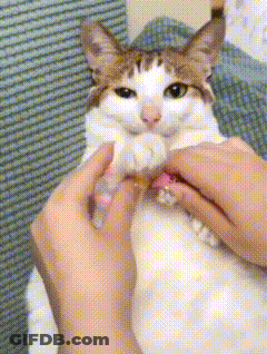 A Brown And White Cat Is Being Petted By A Person 'S Hands GIF
