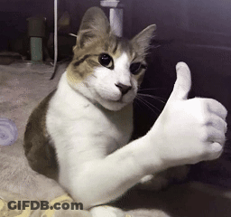 A Brown And White Cat Is Giving A Thumbs Up Sign GIF