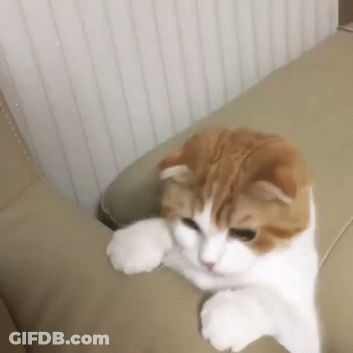 A Brown And White Cat Is Laying On A Couch . GIF