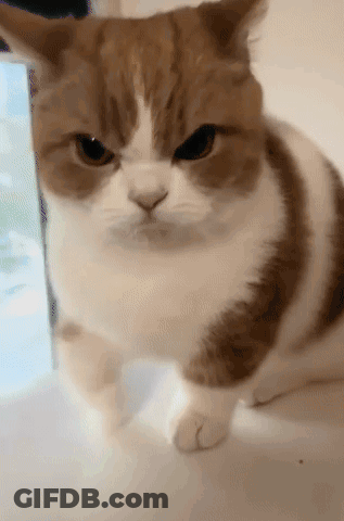 A Brown And White Cat Is Looking At The Camera With An Angry Look On Its Face GIF