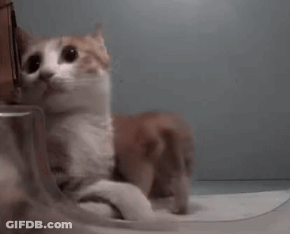 A Brown And White Cat Is Sitting Next To A Glass On A Table . GIF