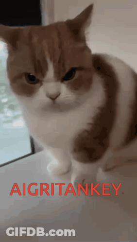 A Brown And White Cat Is Sitting On A Table With The Word Aigritankey Written In Red GIF