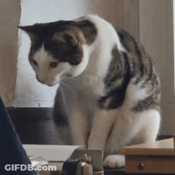 A Brown And White Cat Is Sitting On A Table GIF