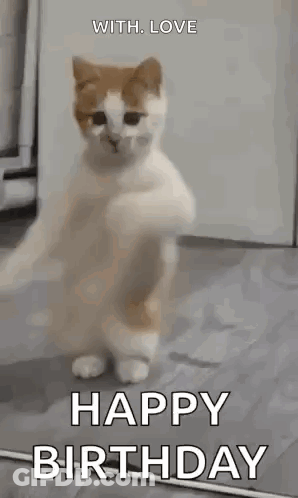 A Brown And White Cat Is Standing On Its Hind Legs And Dancing . GIF