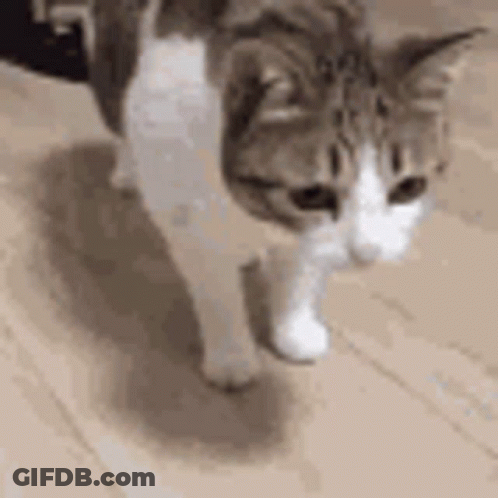 A Brown And White Cat Is Walking On A Wooden Floor And Looking At The Camera . GIF