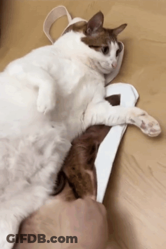 A Brown And White Cat Laying On Top Of A White Item GIF