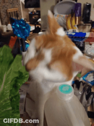 A Brown And White Cat Standing Next To A Bottle That Has A Blue Cap GIF