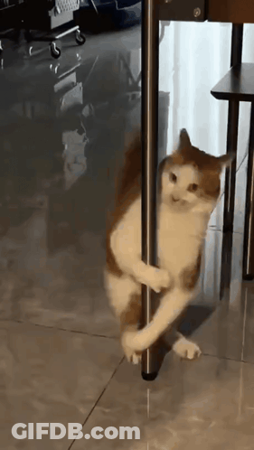 A Brown And White Cat Standing On A Metal Pole GIF