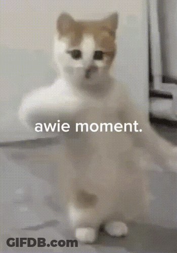 A Brown And White Cat Standing On Its Hind Legs With The Words " Awie Moment " Written Below It GIF
