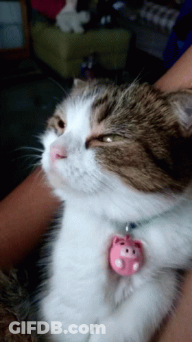 A Brown And White Cat With A Pink Pig Pendant On Its Neck GIF