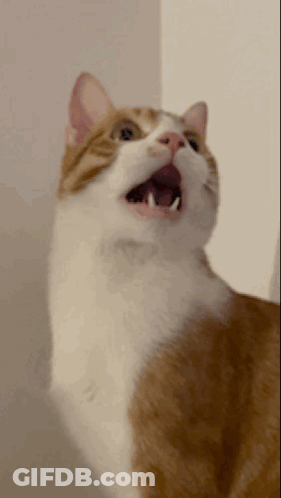 A Brown And White Cat With Its Mouth Wide Open GIF