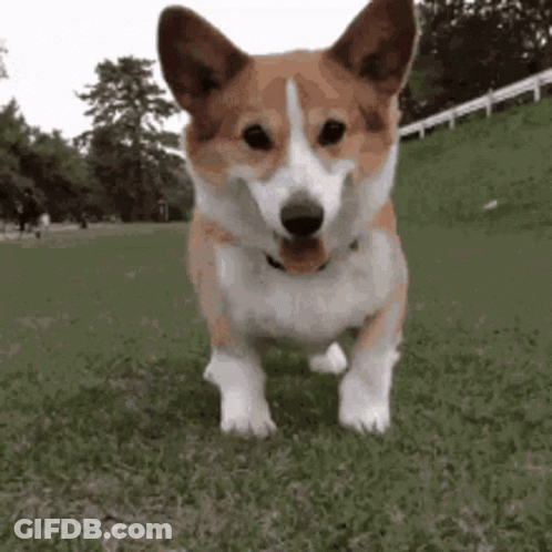A Brown And White Corgi Dog Is Standing On Top Of A Lush Green Field . GIF