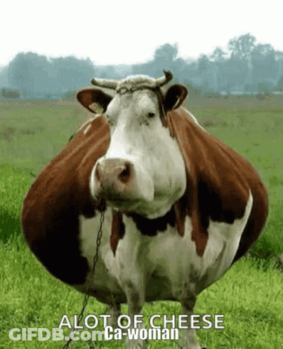 A Brown And White Cow Standing In A Grassy Field With The Words Alot Of Cheese Ca-Woman Written Below It GIF