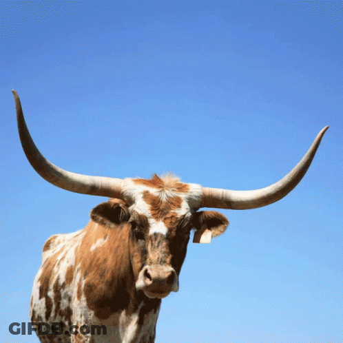 A Brown And White Cow With Long Horns Is Standing In Front Of A Blue Sky GIF