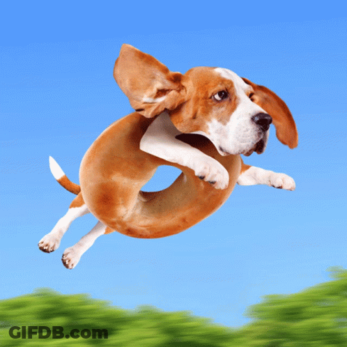 A Brown And White Dog Is Jumping Through The Air GIF