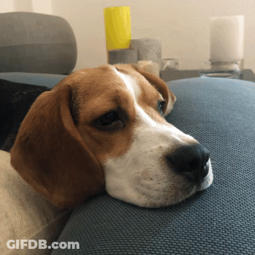 A Brown And White Dog Is Laying Down On A Couch GIF